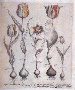 Basilius Besler Drawing for the Hortus Eystettensis Germany oil painting artist